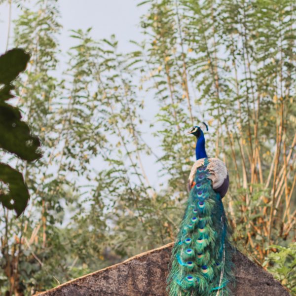 Peacock in the Sinharaja Forest