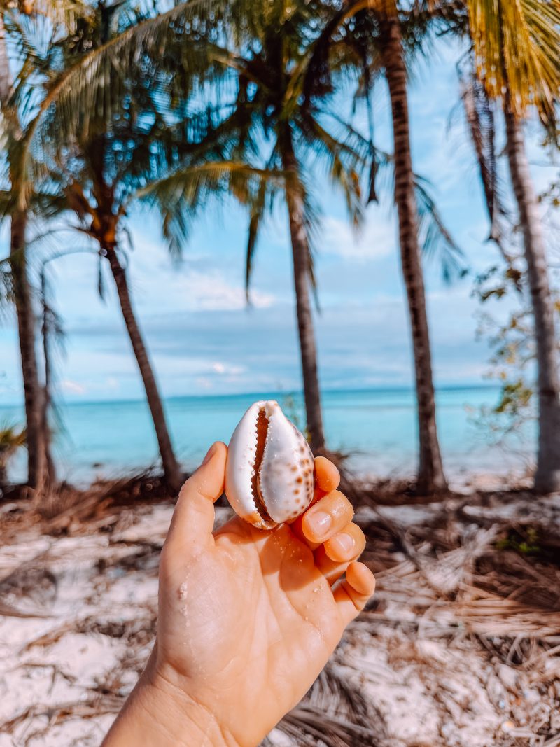 A hand holds a white seashell on Mantigue Island with palm trees and turquoise ocean in the background. This image shows one of the best things to do in Camiguin by exploring pristine beaches and island scenery during a Camiguin travel guide adventure.