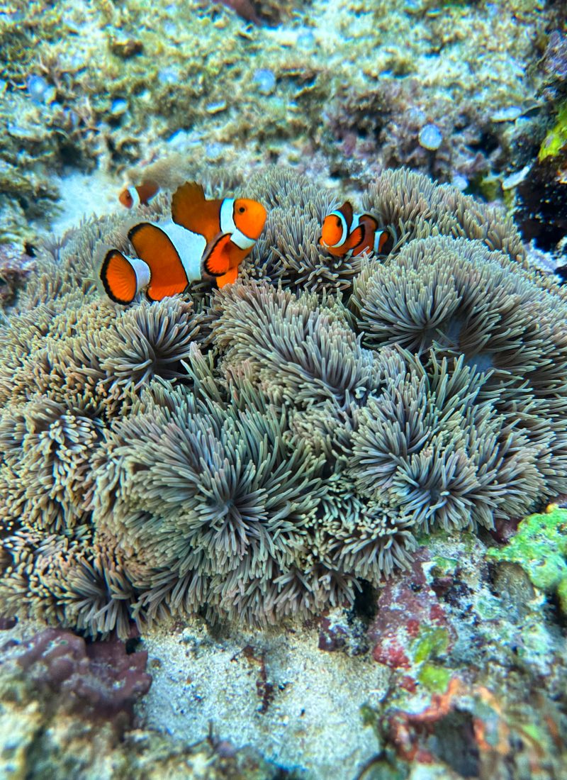 Clownfish swim among pale sea anemones on a shallow coral reef at Tubod Marine Sanctuary near San Juan. The image highlights the vibrant marine life and snorkeling experience Siquijor is known for.