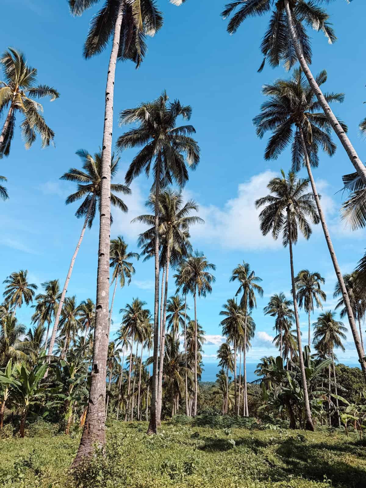Hundreds of coconut palm trees on Camiguin Island, the Philippines