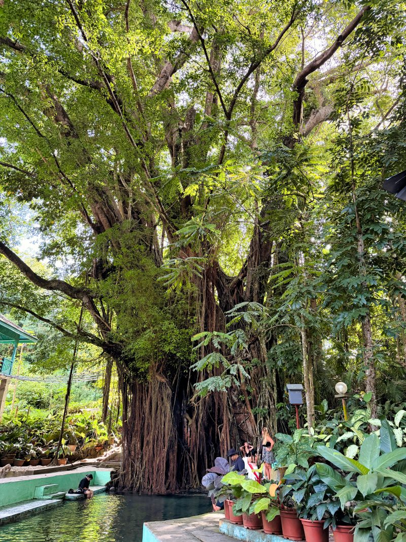 Ancient Balete tree in Siquijor near San Juan, a mystical and iconic landmark ideal for visitors using San Juan as their base.