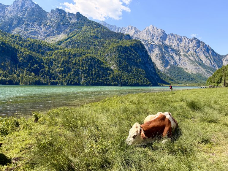 Cow resting beside Lake Königssee in Bavaria, Germany, with turquoise water and the Berchtesgaden Alps behind it