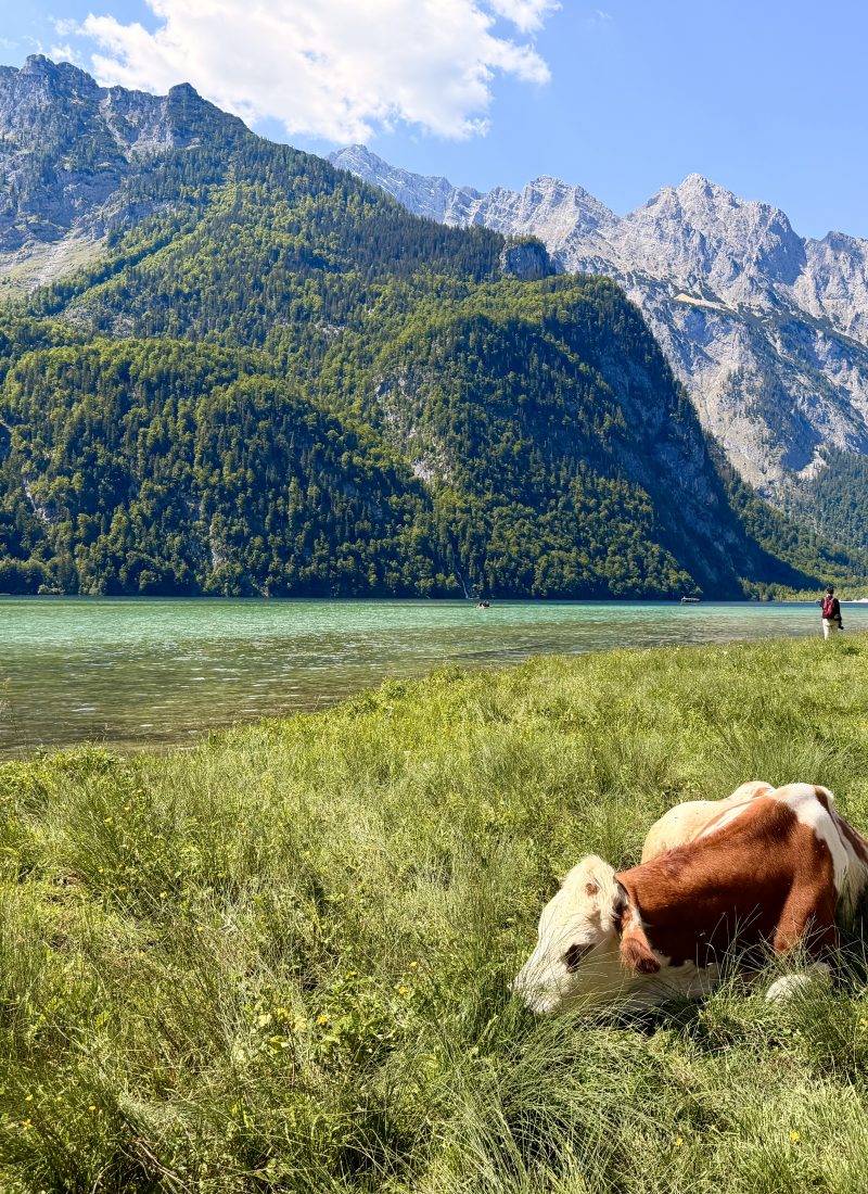 Cow resting beside Lake Königssee in Bavaria, Germany, with turquoise water and the Berchtesgaden Alps behind it